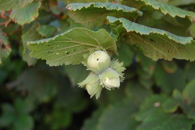 Free download Hazelnuts Green Hazel -  free photo or picture to be edited with GIMP online image editor