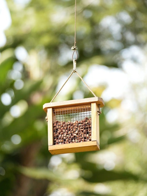 Free download hazelnuts seeds feeder food free picture to be edited with GIMP free online image editor