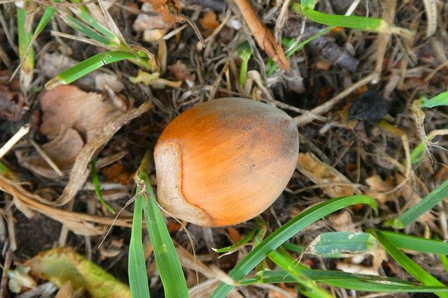 Безкоштовно завантажте Hazelnut Tree Fruit Autumn - безкоштовну фотографію або малюнок для редагування в онлайн-редакторі зображень GIMP