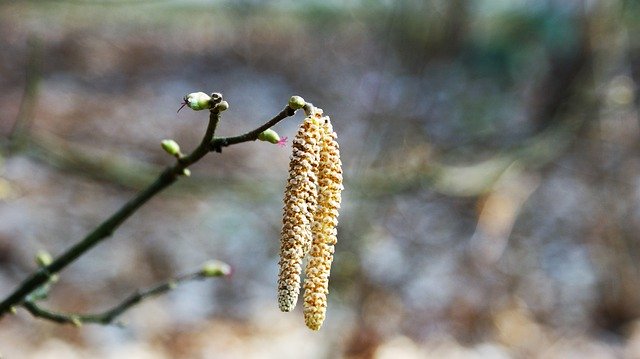 Free download Hazel Pollen Branch -  free photo or picture to be edited with GIMP online image editor