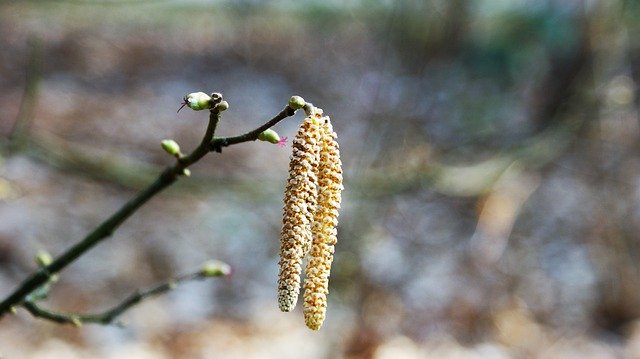 ดาวน์โหลดฟรี Hazel Pollen Branch - ภาพถ่ายหรือรูปภาพฟรีที่จะแก้ไขด้วยโปรแกรมแก้ไขรูปภาพออนไลน์ GIMP