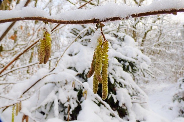 Téléchargement gratuit Hazel Winter Snow - photo ou image gratuite à éditer avec l'éditeur d'images en ligne GIMP