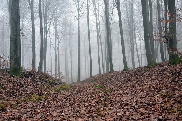 Free download hazy forest trees fog fall leaves free picture to be edited with GIMP free online image editor