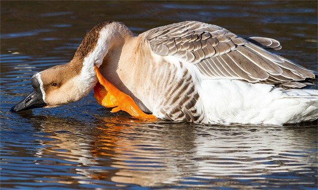 Descarga gratuita Höcker Goose Water Feather: foto o imagen gratuita para editar con el editor de imágenes en línea GIMP