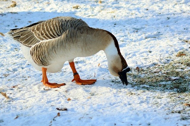 Template Photo Höcker Goose Winter Feed for OffiDocs