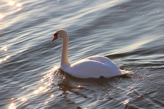 Free download hd background swan waterfowl water free picture to be edited with GIMP free online image editor