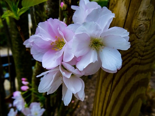 Free download Hdr Flowers Details -  free photo or picture to be edited with GIMP online image editor
