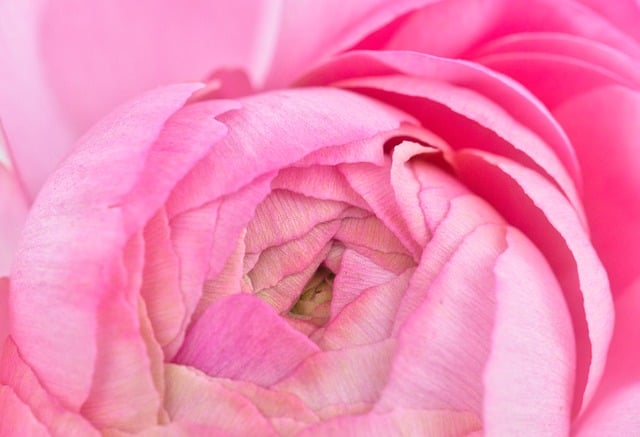 Free download hd wallpaper anemone flower free picture to be edited with GIMP free online image editor