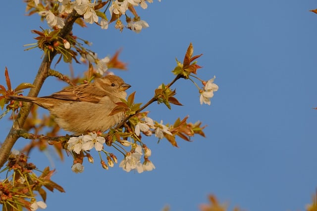 Free download hd wallpaper bird beak perch free picture to be edited with GIMP free online image editor