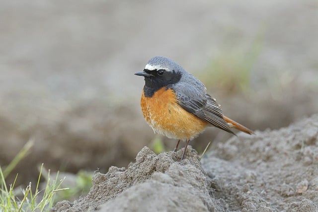 Free download hd wallpaper bird common redstart free picture to be edited with GIMP free online image editor