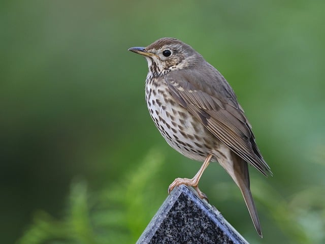 Free download hd wallpaper bird song thrush free picture to be edited with GIMP free online image editor
