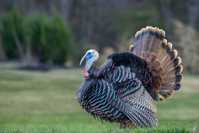 Free download hd wallpaper bird turkey beak free picture to be edited with GIMP free online image editor