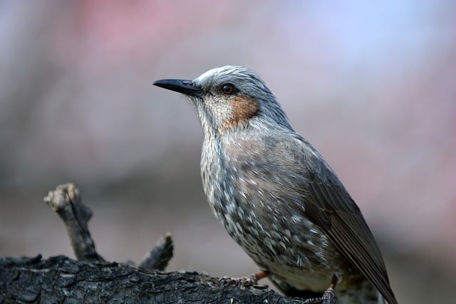 Free download hd wallpaper bird worm bird beak free picture to be edited with GIMP free online image editor
