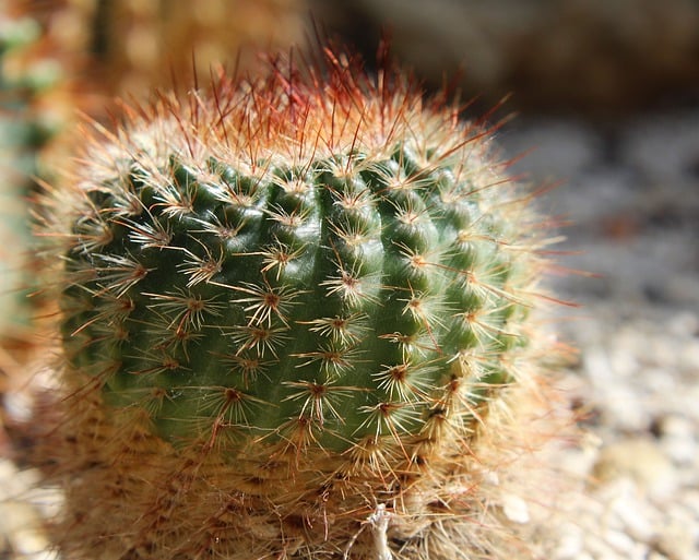 Free download hd wallpaper cactus cacti desert free picture to be edited with GIMP free online image editor