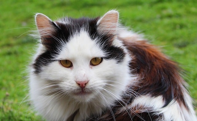 Free download hd wallpaper cat kitty domestic cat free picture to be edited with GIMP free online image editor