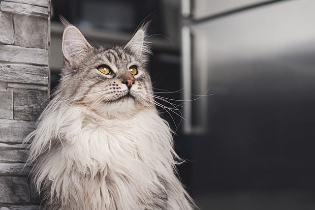 Free download hd wallpaper cat maine coon feline free picture to be edited with GIMP free online image editor