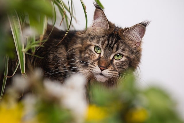 Free download hd wallpaper cat maine coon pet free picture to be edited with GIMP free online image editor