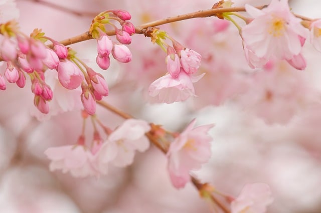 Free download hd wallpaper cherry blossoms free picture to be edited with GIMP free online image editor