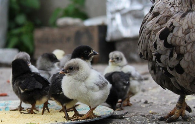Free download hd wallpaper chicken chicks hen free picture to be edited with GIMP free online image editor