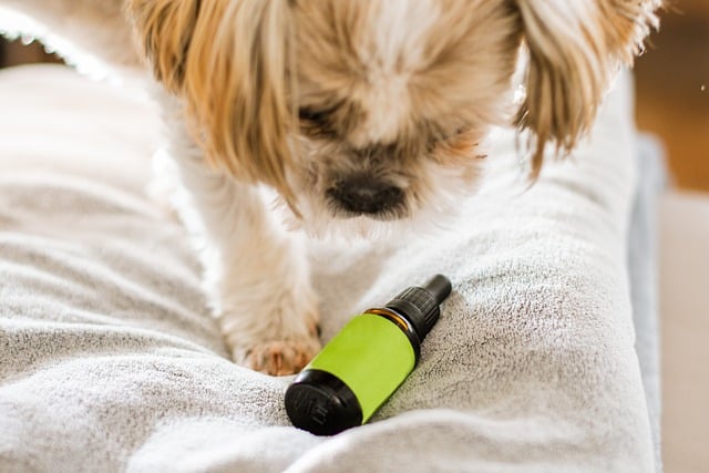 Free download hd wallpaper dog cbd cbd for dog free picture to be edited with GIMP free online image editor