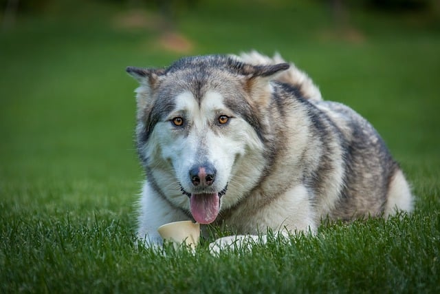 Free download hd wallpaper dog husky pet free picture to be edited with GIMP free online image editor
