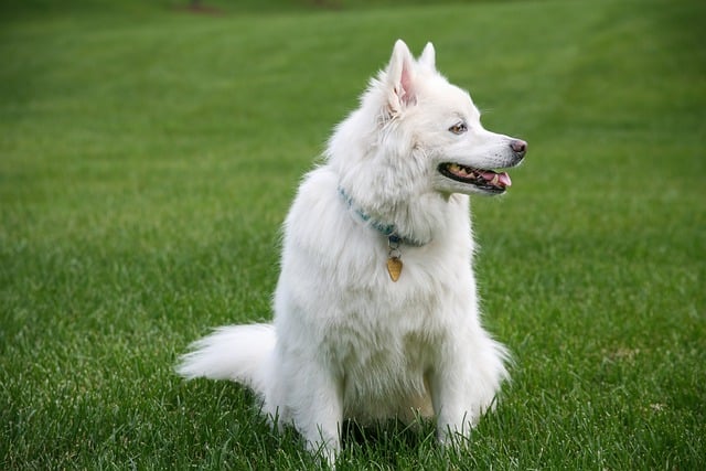 Téléchargement gratuit hd fond d'écran chien animal de compagnie américain image gratuite à éditer avec l'éditeur d'images en ligne gratuit GIMP