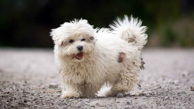 Free download hd wallpaper dog pet animal canine free picture to be edited with GIMP free online image editor