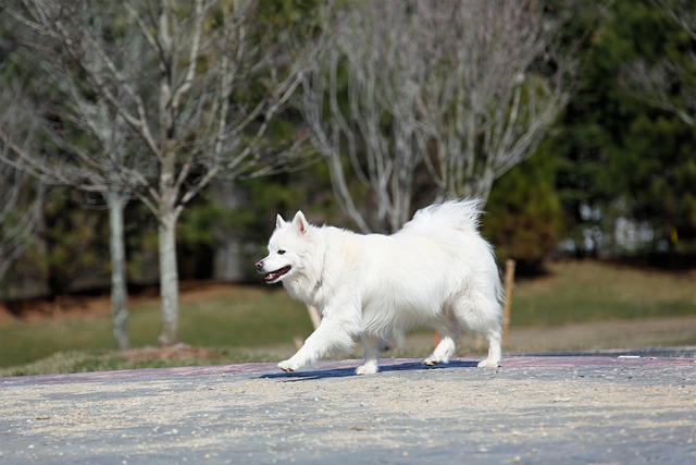 Kostenloser Download des HD-Hintergrundbilds Hund, Haustier, Eskimo, kostenloses Bild zur Bearbeitung mit dem kostenlosen Online-Bildeditor GIMP