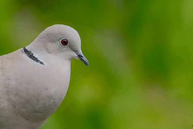 Free download hd wallpaper dove bird beak free picture to be edited with GIMP free online image editor