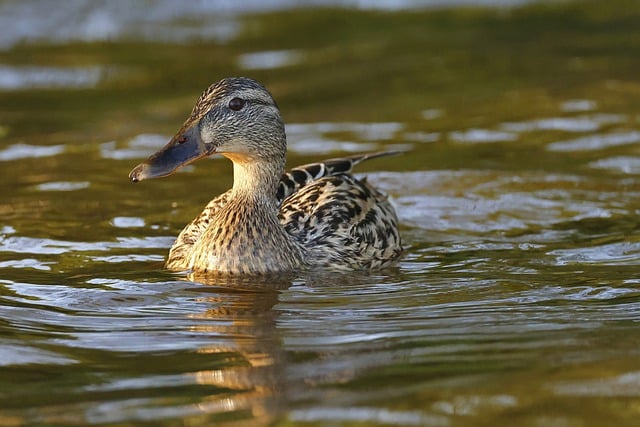 Free download hd wallpaper duck bird mallard free picture to be edited with GIMP free online image editor