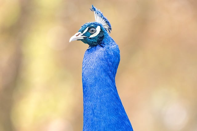 Free download hd wallpaper feathered animal free picture to be edited with GIMP free online image editor
