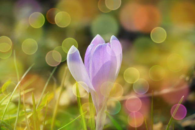 Free download hd wallpaper flower botany crocus free picture to be edited with GIMP free online image editor