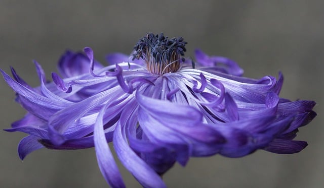 Free download hd wallpaper flower petals anemone free picture to be edited with GIMP free online image editor