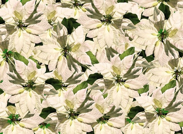 تحميل مجاني لخلفية الزهور عالية الدقة، أزهار تتفتح، صورة مجانية لتحريرها باستخدام محرر الصور المجاني عبر الإنترنت GIMP
