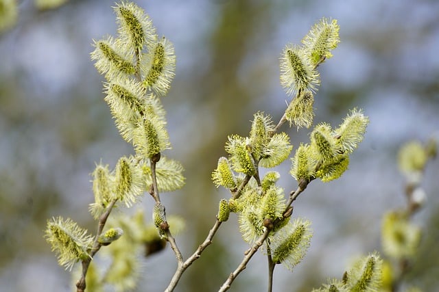 Free download hd wallpaper flowers catkins willow free picture to be edited with GIMP free online image editor