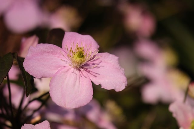 Free download hd wallpaper flowers clematis free picture to be edited with GIMP free online image editor