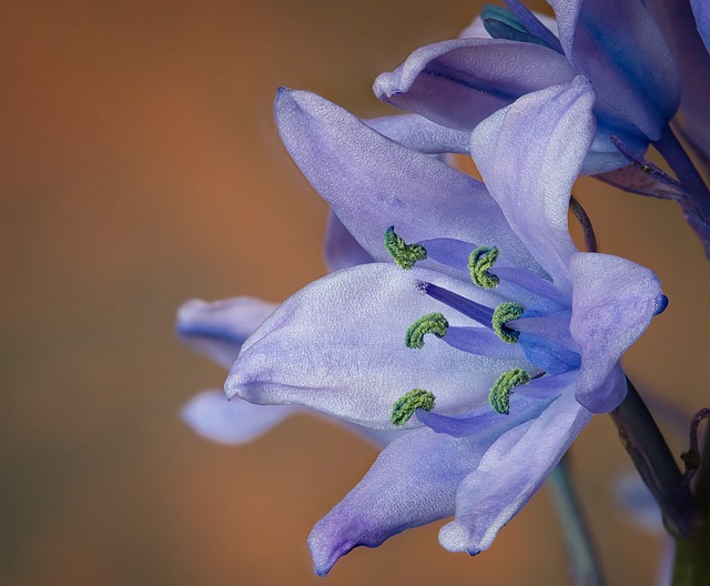 Free download hd wallpaper flower spanish bluebell free picture to be edited with GIMP free online image editor