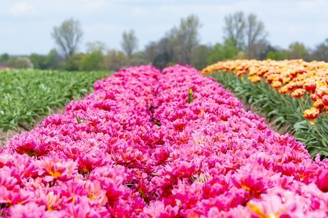Free download hd wallpaper flower spring seasonal free picture to be edited with GIMP free online image editor
