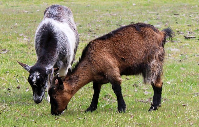 Free download hd wallpaper goats mammal eat free picture to be edited with GIMP free online image editor