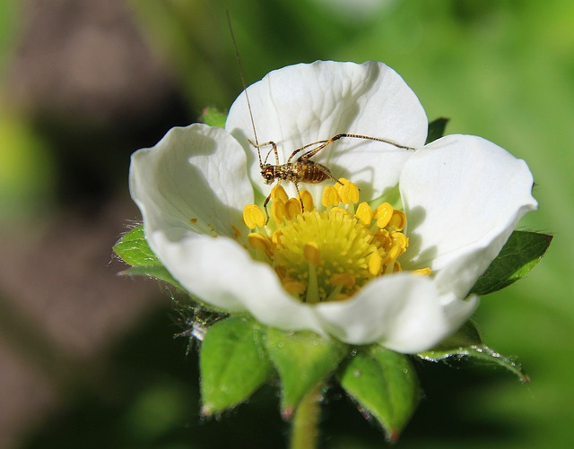 Free download hd wallpaper grasshopper insect free picture to be edited with GIMP free online image editor