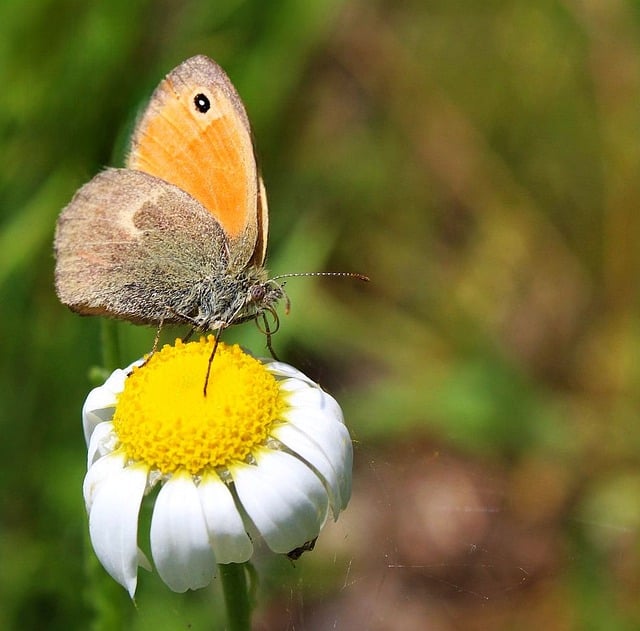 Free download hd wallpaper hay moth white flower free picture to be edited with GIMP free online image editor