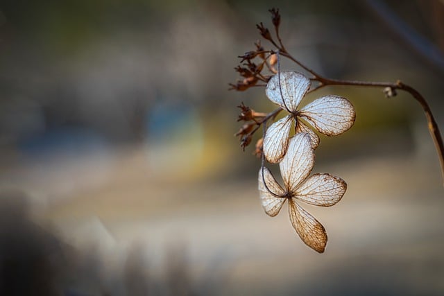 Free download hd wallpaper hydrangea winter flower free picture to be edited with GIMP free online image editor