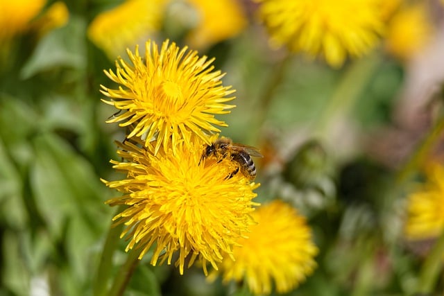 Free download hd wallpaper insect bee entomology free picture to be edited with GIMP free online image editor