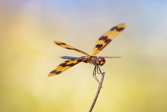 Free download hd wallpaper insect dragonfly free picture to be edited with GIMP free online image editor