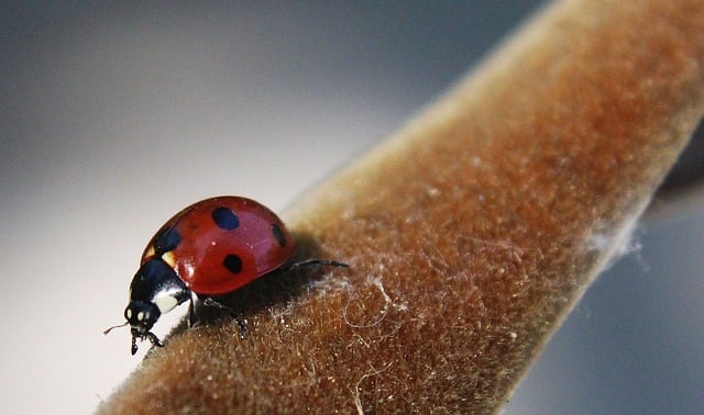 Free download hd wallpaper ladybug macro cute free picture to be edited with GIMP free online image editor