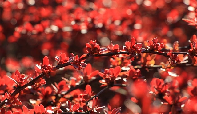 Free download hd wallpaper leaves red barberry free picture to be edited with GIMP free online image editor