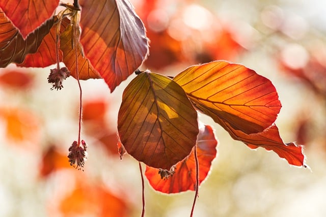 Free download hd wallpaper leaves tree foliage free picture to be edited with GIMP free online image editor