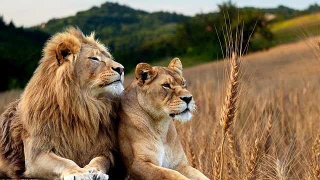 ライオンの野生動物のHD壁紙を無料でダウンロード、GIMPで編集できる無料のオンライン画像エディター
