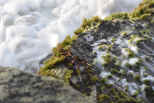 Free download hd wallpaper nature wallpaper crab free picture to be edited with GIMP free online image editor