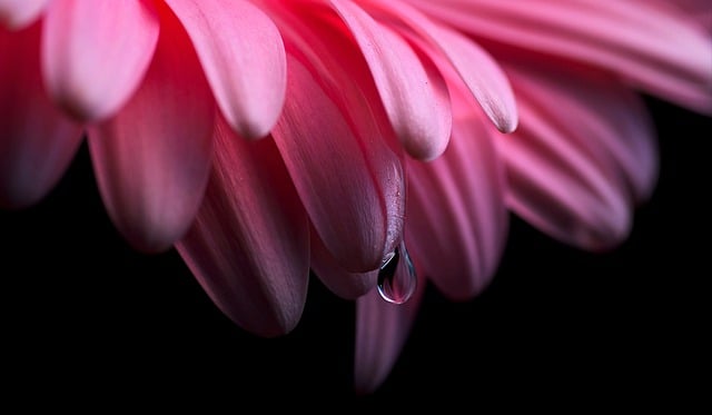 Téléchargement gratuit de fond d'écran HD nature fond d'écran marguerite image gratuite à modifier avec l'éditeur d'images en ligne gratuit GIMP